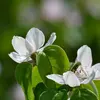 Les **fleurs** du cognassier sont **blanc-rose** et composées de **5 pétales**.