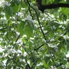 La **floraison** du cognassier se déroule entre **avril et mai**, souvent après le développement complet des feuilles.