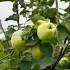 Les **fruits**, appelés **coings**, sont **piriformes ou maliformes** et mesurent entre **7 et 12 centimètres de long** et **6 à 9 centimètres de large**.