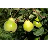 Les coings sont **couverts d'un duvet cotonneux** à l'état immature, qui disparaît généralement à maturité.