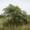 **Hippophae rhamnoides**, communément appelé **argousier**, est un **petit arbre buissonnant et épineux** pouvant atteindre **jusqu'à 12 mètres de hauteur**, bien que sa taille varie selon les conditions de croissance.