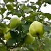 Le **coing** est riche en **pectine**, ce qui le rend idéal pour les **gelées, confitures et pâtes de fruits**.
