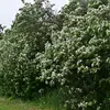 En **Europe**, il est cultivé dans de nombreuses régions, surtout dans les **jardins** et **vergers**.