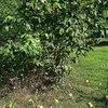 En France, il s'est **naturalisé dans le Midi**, notamment dans les haies et sur les bords des cours d'eau.