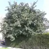 **Cydonia oblonga** est le seul représentant du genre **Cydonia**, appartenant à la famille des **Rosacées**, apparenté au pommier et au poirier.