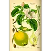 Le nom **"Cognassier"** vient du mot **coing**, emprunté au latin **cotōneum** et au grec **κυδώνιον (kydonion)**, en référence à la **pomme de Kydonia** (ancien nom de La Canée, en Crète).