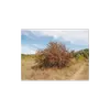 Cet arbre est souvent **buissonnant**, avec une **couronne dense** et de nombreuses **épines** courtes de **15 millimètres**.