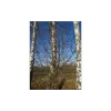 Les **rameaux** de l'aubépine sont **brun rougeâtre** avec de **nombreuses épines**, caractéristiques de cet arbre.