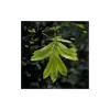 Les **feuilles** de **Crataegus monogyna** sont **alternes**, caduques et ont une **forme variable**, souvent **découpées en 3 à 7 lobes dentés**.