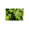 La morphologie des feuilles peut varier sur un même arbre, selon les **rameaux courts** et **longs**, et les positions basales et apicales.