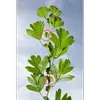 Le **pétiole** de la feuille peut atteindre **3 centimètres** et est souvent cannelé avec des **stipules foliacées** à la base.
