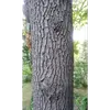 L'**écorce** de l'Arbre de Judée est initialement **grise et lisse**, devenant **striée verticalement** avec l'âge.