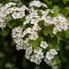 Les **fleurs** de l'aubépine monogyne apparaissent en **mai**, en **corymbes lâches** de **10 à 18 fleurs**.