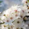 Chaque fleur, de **10 à 15 millimètres de diamètre**, a **5 pétales blancs** (parfois roses ou rouges) et environ **20 étamines** aux anthères roses, brunissant après l'anthèse.