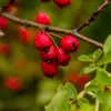 Les **fruits**, appelés **cenelles**, sont de **petites baies rouges** de **6 à 11 millimètres** de long.