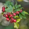 La **fructification** se déroule de **septembre à octobre**, et les fruits persistent souvent sur l'arbre durant l'hiver, servant de nourriture pour les oiseaux.