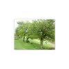 **Crataegus monogyna** est répandue en **Europe**, et se trouve aussi sur le littoral du **Moyen-Orient** et dans le **nord du Maghreb**.