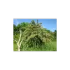 On la trouve souvent dans les **haies**, **lisières forestières**, et **fruticées**, préférant les **pentes sèches et ensoleillées**.