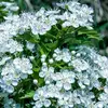 L'arbre est très prisé dans les **haies vives**, offrant une **barrière naturelle** et un **habitat pour de nombreuses espèces** d'insectes et d'oiseaux, tout en étant une source importante de nectar pour les abeilles.