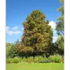 Sa forme générale est celle d'un **dôme étroit** avec un houppier large et pyramidal.