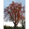 Il possède un **tronc robuste et droit** qui se divise en de nombreux rameaux opposés, formant une cime élevée et dense.