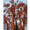 Les branches du marronnier sont **épaisses, arquées et ascendantes**, formant un houppier large et dense.