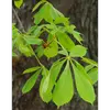 Les feuilles du marronnier sont **composées et palmées**, avec **5 à 7 folioles dentelées** rayonnant à partir d'un point central.