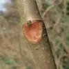 Sur les jeunes rameaux, l'écorce reste lisse et brune, avec des lenticelles bien visibles et des cicatrices foliaires caractéristiques.