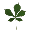 Les feuilles du **marronnier d'Inde** sont grandes, mesurant entre **30 et 50 centimètres**, et composées de **5 à 7 folioles dentelées**, chaque foliole pouvant atteindre **20 centimètres de longueur**.