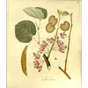 Les **feuilles** de **Cercis siliquastrum** sont **larges, rondes et lisses**, avec une forme cordiforme (en cœur) à la base.