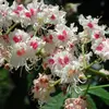 Les **fleurs** du marronnier d'Inde sont disposées en **thyrses pyramidaux**, denses et dressés, atteignant **20 à 30 centimètres de hauteur**.