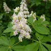 Elles sont généralement **blanches** ou parfois **roses**, avec des taches de couleur qui passent de **jaune à rouge** pour indiquer leur état de pollinisation.
