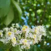 Les fleurs apparaissent au printemps, de **mai à juin**, offrant une floraison spectaculaire qui attire de nombreux insectes pollinisateurs.