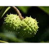 Les **fruits** sont des capsules coriaces, arrondies, recouvertes d'épines molles et vertes.