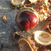 À maturité, ils s'ouvrent pour libérer une graine brune, lisse et brillante appelée **marron d'Inde**, qui est **non comestible** et légèrement toxique.