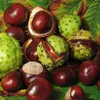 Le fruit est une capsule déhiscente à trois valves, contenant généralement une seule graine (le marron).