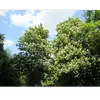 Il préfère les environnements **frais et humides**, souvent en association avec d'autres feuillus comme le hêtre, le charme, le frêne, et le tilleul, et pousse généralement à des altitudes entre **700 et 1 200 mètres**.