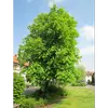 En dehors de son aire de répartition naturelle, le marronnier d'Inde est souvent cultivé comme arbre d'ornement dans les régions tempérées pour son **feuillage luxuriant** et sa **floraison printanière**.