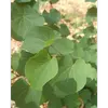 Elles sont d'un **vert tendre** sur la face supérieure et d'un **vert glauque** en dessous, ajoutant de la texture et de la couleur.