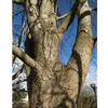 L'écorce et les graines sont utilisées en **phytothérapie** pour traiter diverses affections, notamment les problèmes de circulation sanguine, grâce à leurs propriétés vasoconstrictrices et tonifiantes.