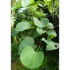 Chaque feuille est portée par un **long pétiole**, permettant aux feuilles de bouger librement et d'ajouter du mouvement à la silhouette de l'arbre.