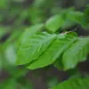 Les feuilles sont **luisantes** et **coriaces** avec une couleur **vert sombre** sur la face supérieure et plus pâle en dessous.