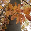 En automne, elles prennent une teinte **cuivrée** avant de tomber.