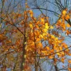 Les feuilles mortes peuvent rester accrochées sur les branches basses durant l'hiver, un phénomène appelé **marcescence**.