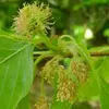 Le hêtre est une espèce **monoïque**, portant à la fois des fleurs mâles et femelles sur le même arbre.