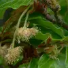 Les **fleurs mâles** sont en **chatons globuleux** pendants, tandis que les **fleurs femelles** sont groupées par deux ou trois dans une **cupule hérissée de pointes**.