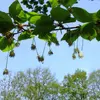 La **floraison** se déroule principalement en **avril et mai**, souvent en même temps que la feuillaison.