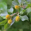 Les **fruits**, appelés **faînes**, sont des **akènes** enfermés dans une cupule ligneuse, mesurant environ **1 à 2 centimètres** de longueur.