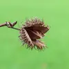 Les faînes sont **triangulaires**, de couleur brune, et sont comestibles mais légèrement toxiques si consommées en grande quantité.