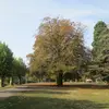 **Fagus sylvatica** est originaire d'**Europe** et se trouve dans une grande partie de l'Europe tempérée.